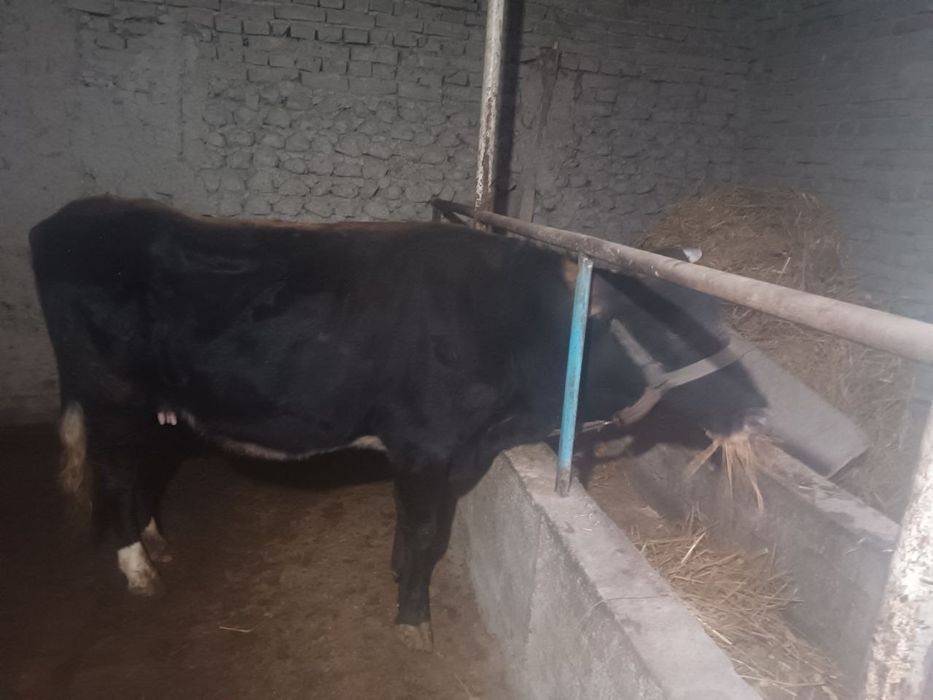 Sigir va bolasi 4-5 litr suti bor