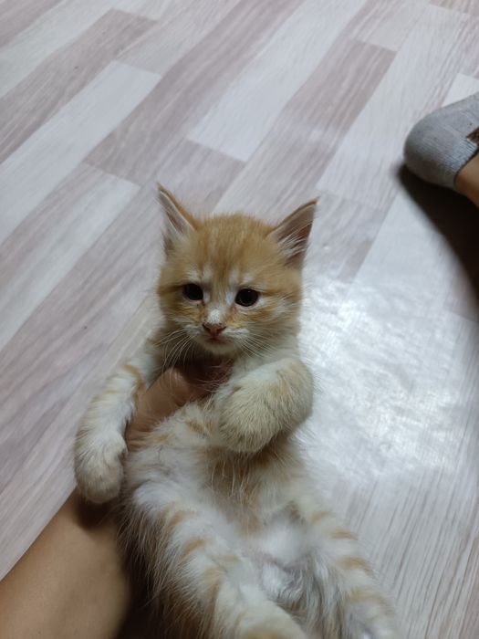 6 котят в добрые ручки