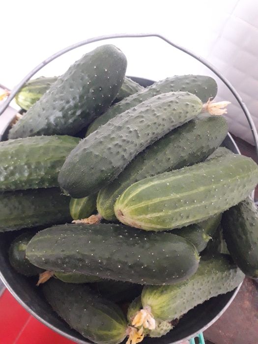 Продам домашние огурцы