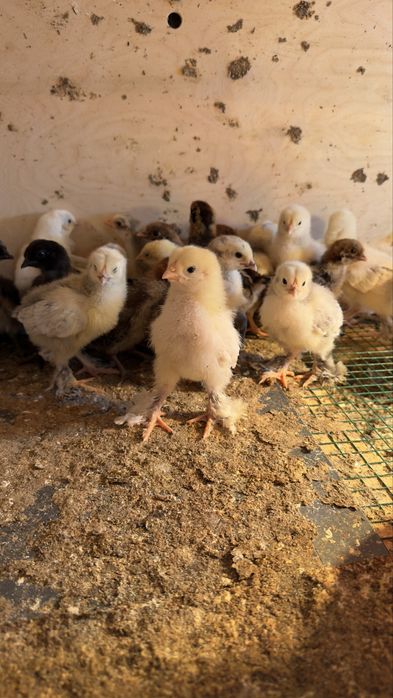 Yirik Brama jo‘jalari sotiladi (toza zot)