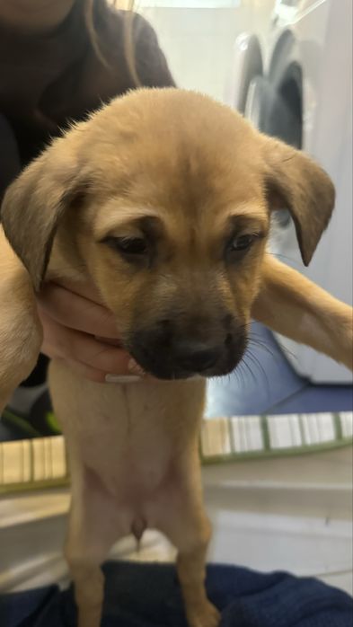 Donez Puii de cațel