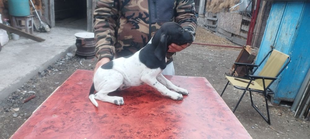 vand catei pointer