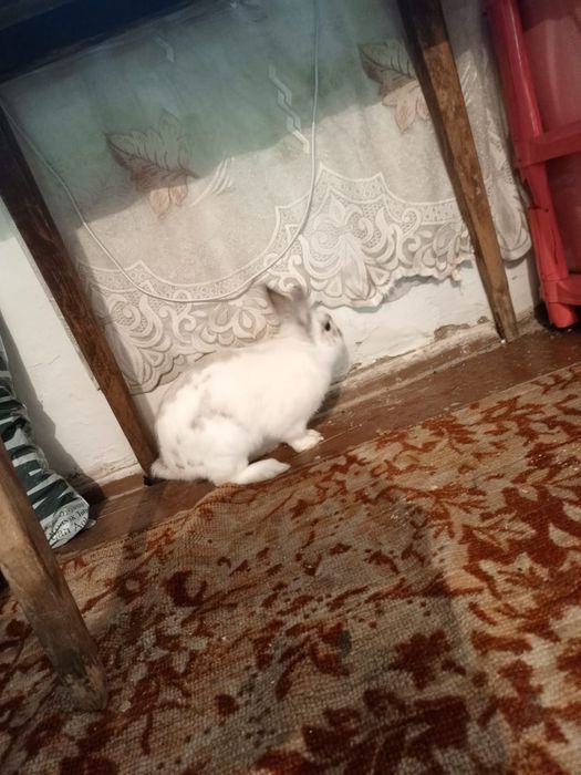 Продам декоративного кролика