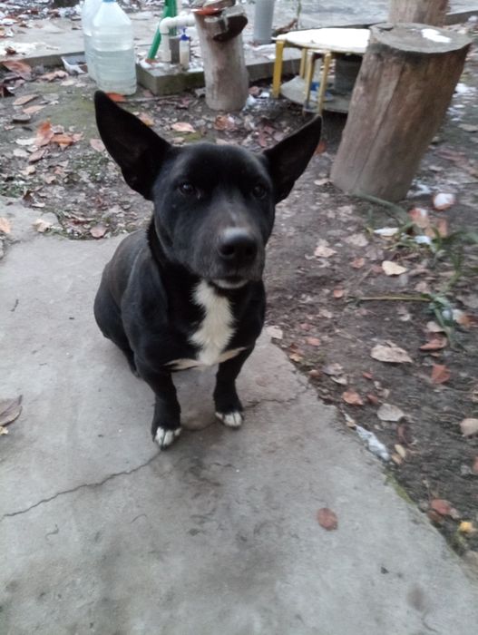 Славный пёс  ищет хозяина