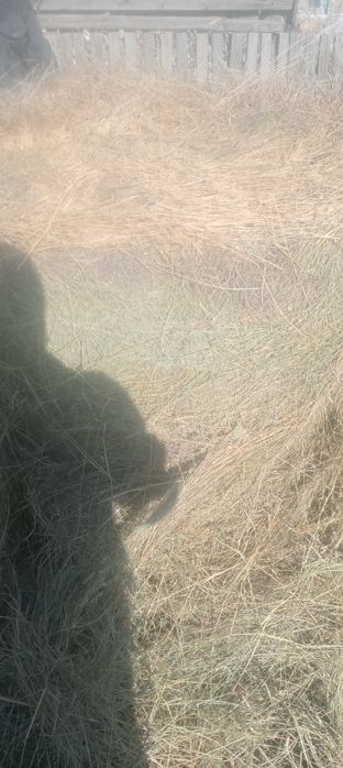 Продам сено житняк. Цена 4000