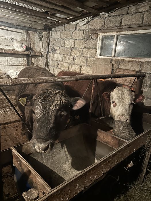 Откорм бычки 6 голов