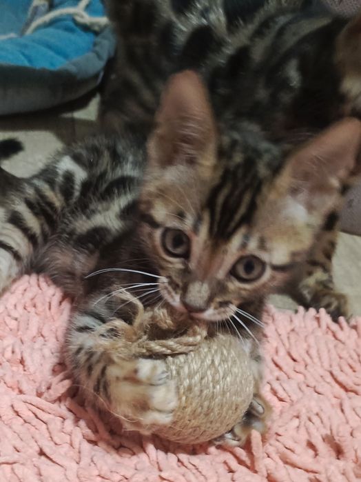 Чистокровные бенгальские котята