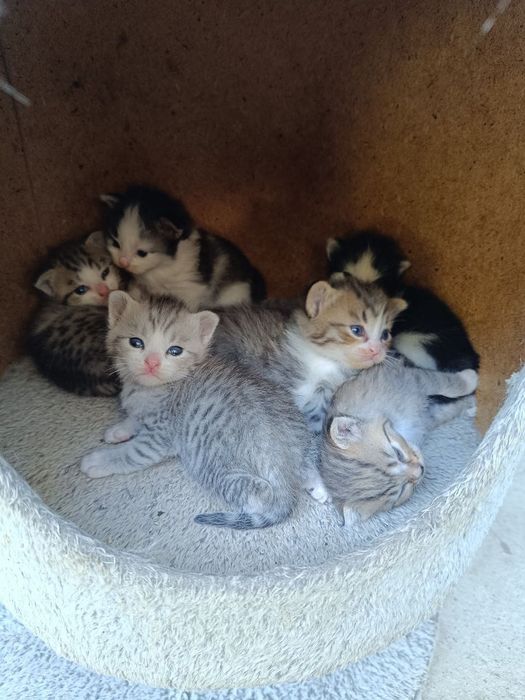 Продается котята