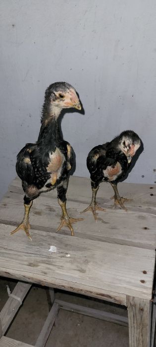 О Шамо немецкий линия