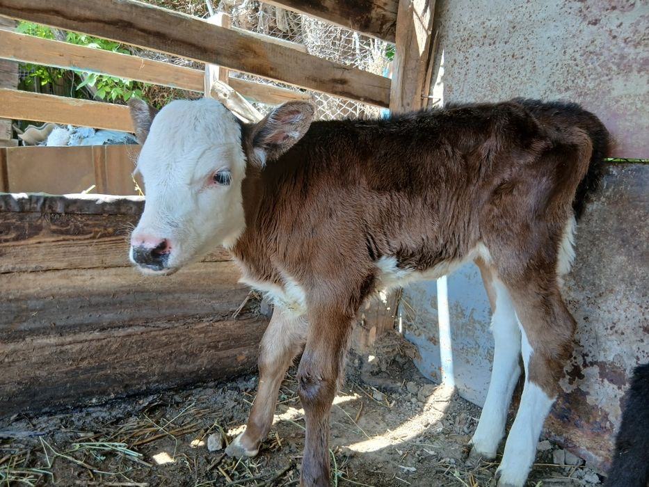 Продаются Телёнки