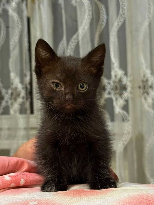 Котята в хорошие добрые руки