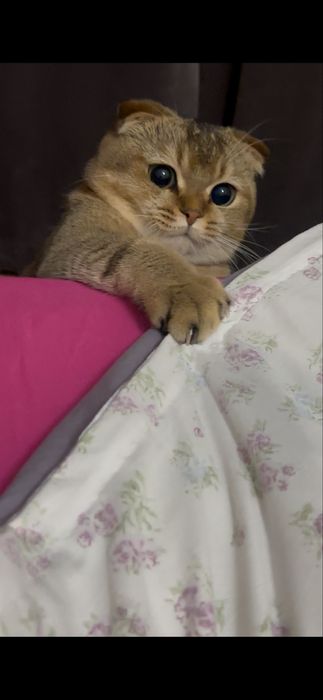 Скоттиш фолд для вязка пол  муж: