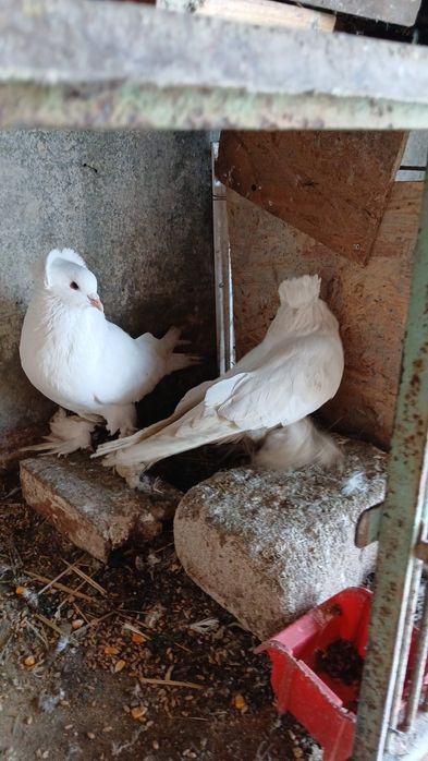 Vând porumbei și găini