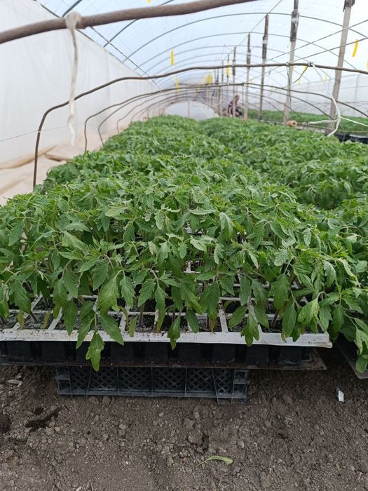 Разсад розови Домати