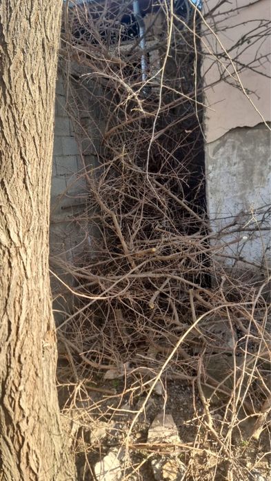 Дрова даром  отдам бесплатно