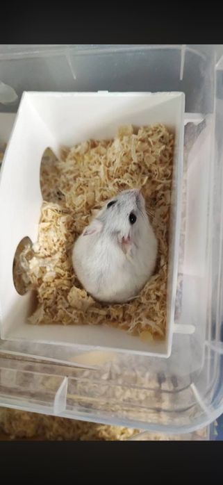 Hamsteri pitici Albi