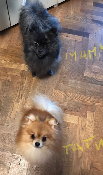 Померан/мини шпиц