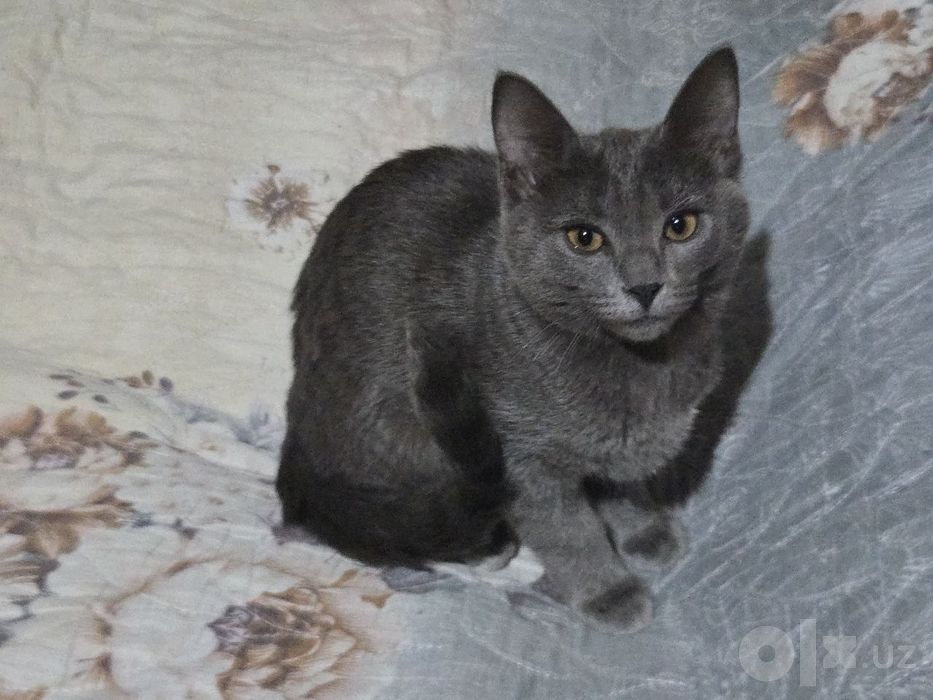 Отдадим в добрые руки замечательных котят