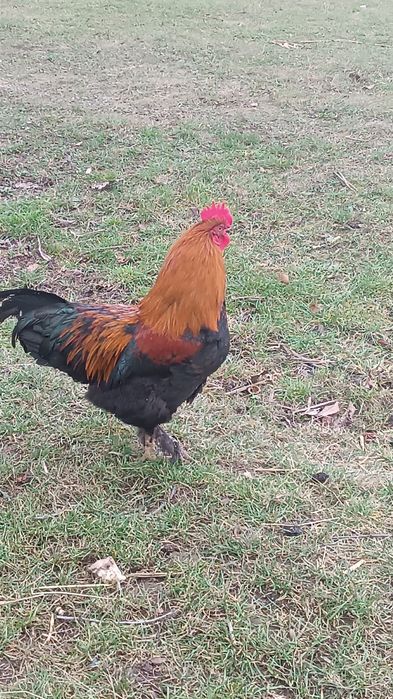 Vând cocoși marans