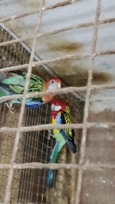 Розелла пёстрая пара для разведения