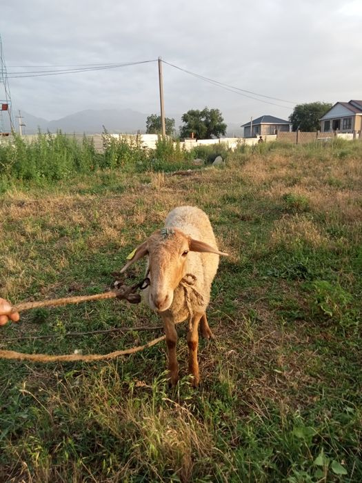 Продам барана !!