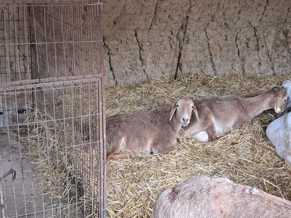 Арашан коилар ургашы