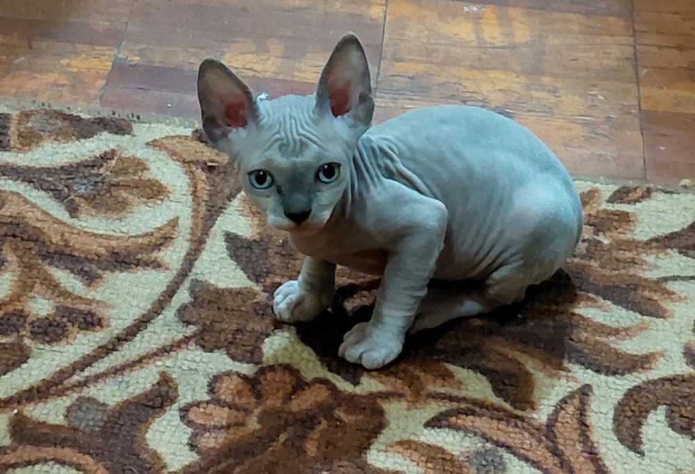 Продам котёнка канадский сфинкс