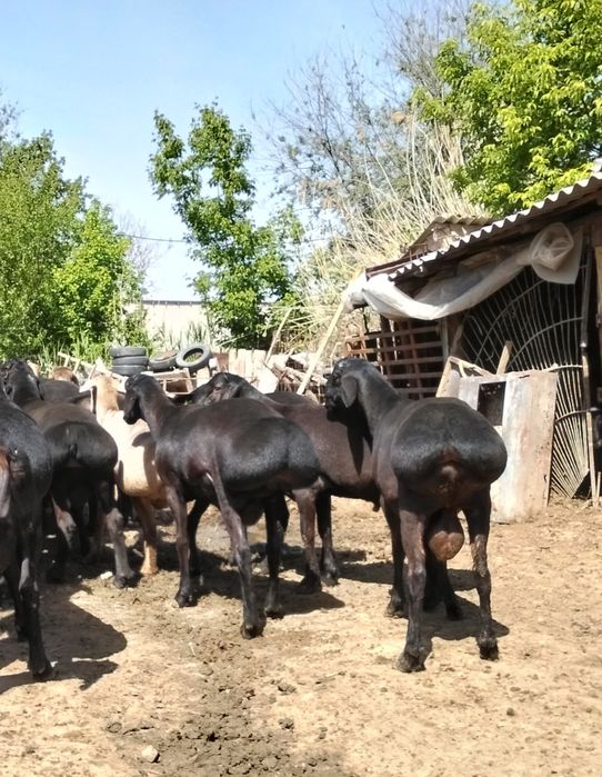 Кисары кошкар сатлады