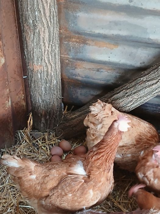 Продавам кокошки носачи ломан Браун