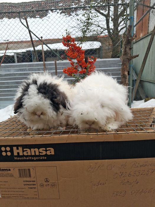 Vănd iepuri angora