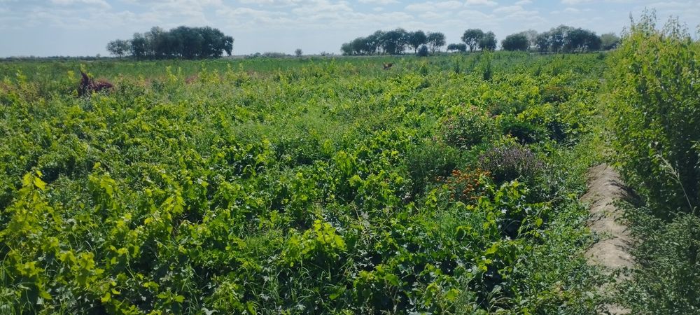 Sada qayrağoch kóchatlari sotiladi