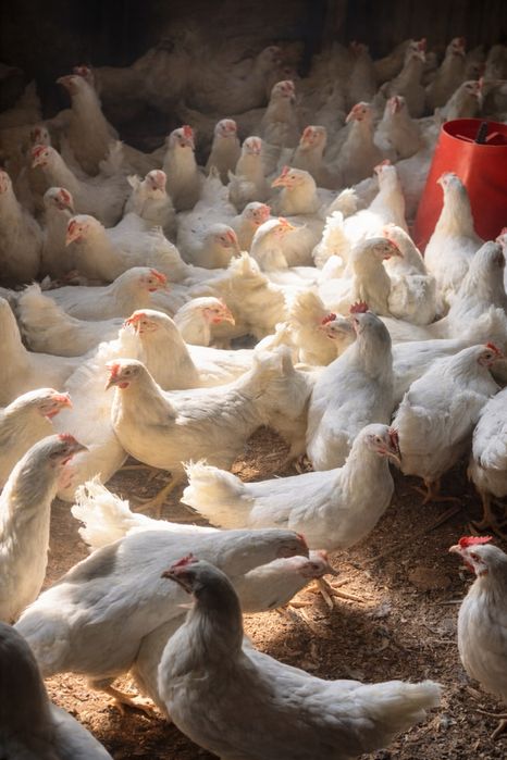 115 kunlik "LOMAN SENDI" tovuqlari