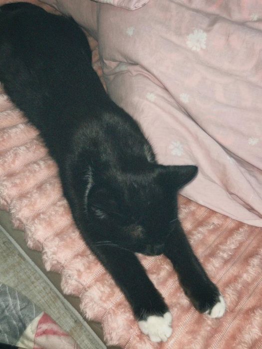 черный и белый кошка