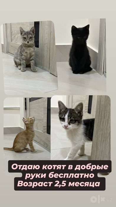 Отдаю котят в добрые руки