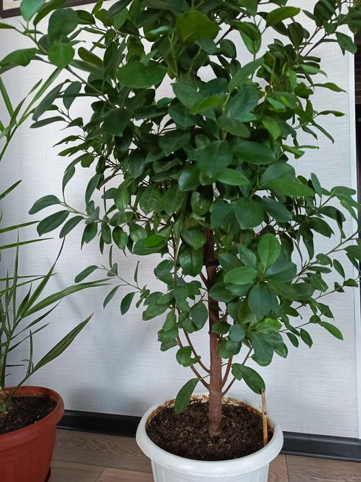 Фикус. Комнатное растение.