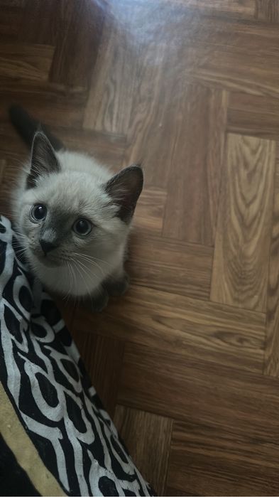 отдам котенка в добрые руки