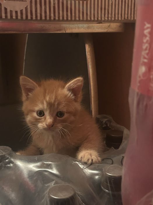 котята маленькие