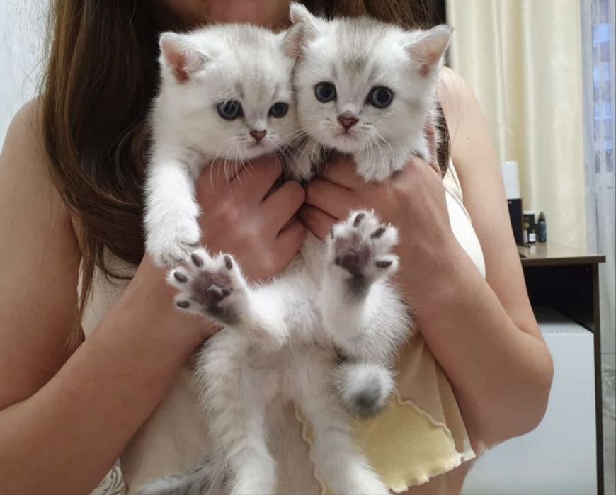 Oq mushukchalar sotiladi