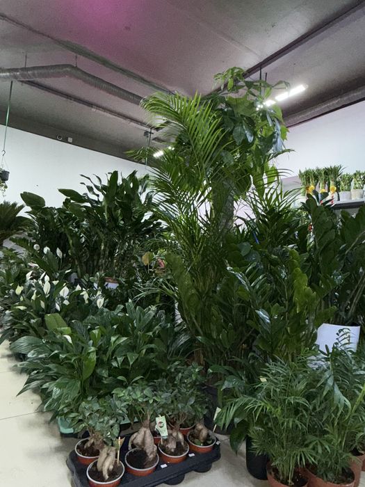 Продам готовый бизнес