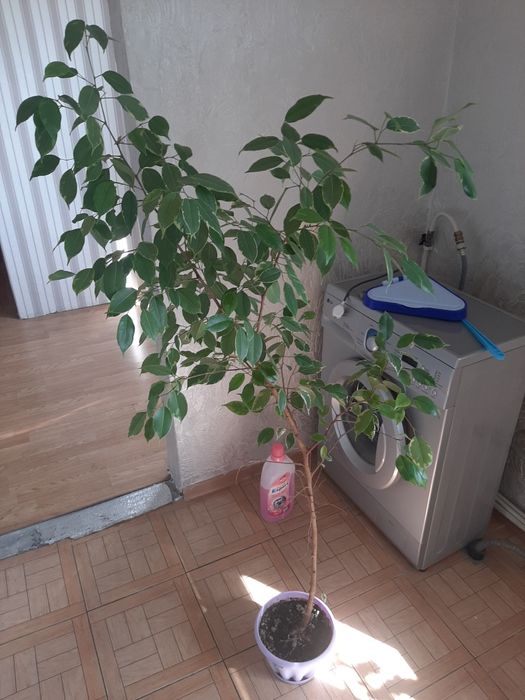 Продам фикус Бенджамина