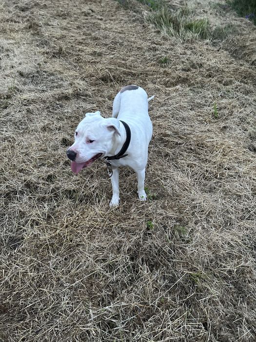 Donez Amstaff Cuminte