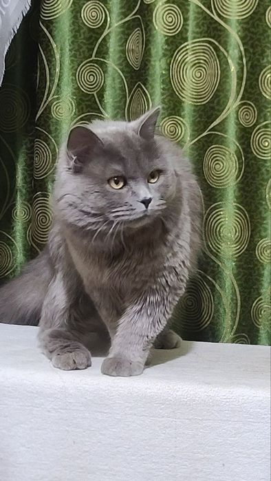 SScottish straight Vyazka(Qo'shishga)