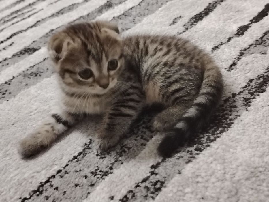 Шотландская вислоухая