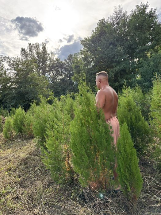 Tuia biota pentru gard viu