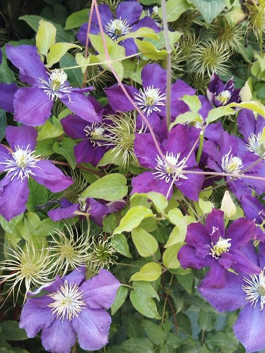 Клематис Фиолетовый