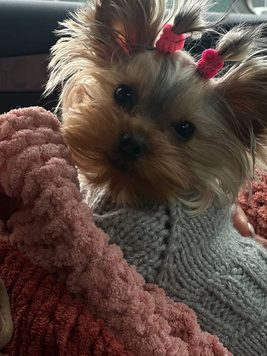 Продаются еркширские терьеры