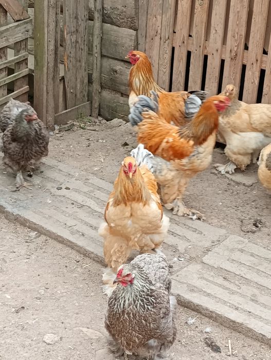 Cocoș brahma  de vânzare .
