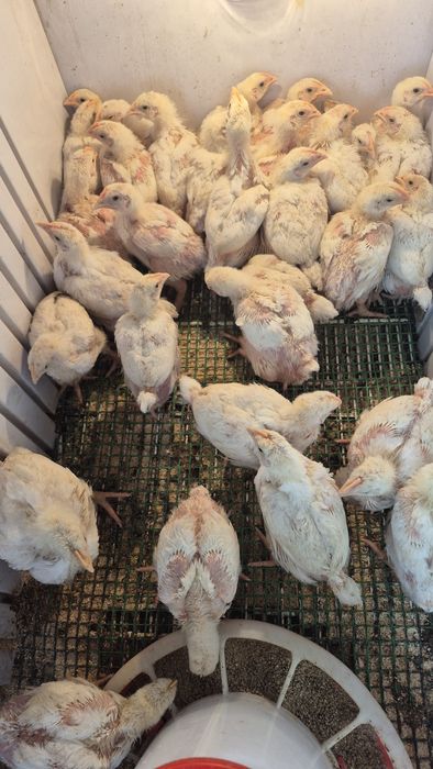 Продам цепляет бролерных