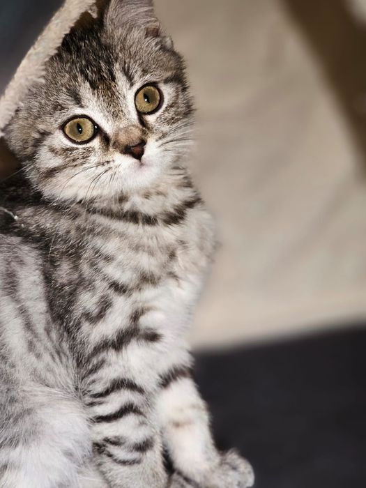 Продаётся шотландский кот