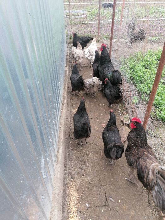 Pui australorp negru și albastru